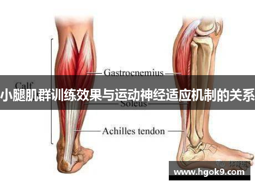 小腿肌群训练效果与运动神经适应机制的关系